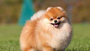 Pomeranski spitz z edinstvenim in edinstvenim značajem